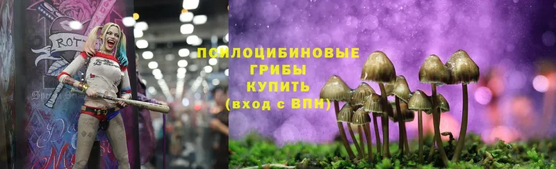 где купить наркоту  Александровск  Псилоцибиновые грибы GOLDEN TEACHER 